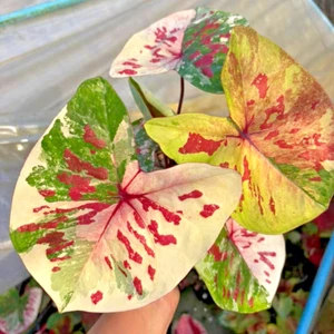 Caladium Singhanakhon 1 Bombilla Oreja de Elefante Corazón de Jesús Alas de Ángel Tailandia - Imagen 1 de 6