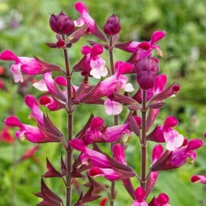3 Salvia Pink Mulberry Plug Plants Perennial. Bicolour. Bees. Scented Foliage - Picture 1 of 2