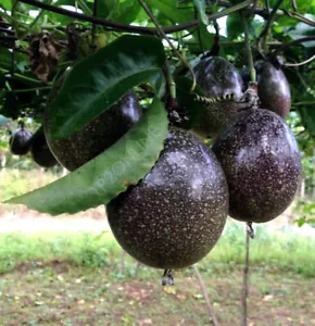 Giant Panama Purple Passionfruit 60 Seeds RARE Heirloom Tropical Plant Organic - Picture 1 of 4