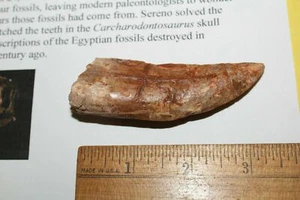 Carcharodontosaurus dinosaurio DIENTE CARCHARODON 3,73" también conocido como africano TREX T REX CS14 - Imagen 1 de 6