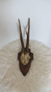 Kapitales Rehgeweih Gehörn Geweih  Rehkrickerl Trophäe ca. 22 cm - Bild 1 von 3