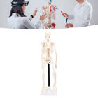 Model ludzkiego szkieletu 42cm naturalnej wielkości anatomia model ludzkiego ciała ze stojakiem i A