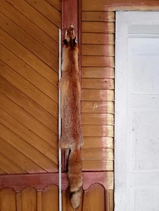 Europäischer Berg Wild Rotfuchs Fell Fell Fell Qualität Taxidermie Wohndeko 5 - Bild 1 von 15
