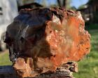 ☘️RR⚒: Top Quality Arizona Rainbow Petrified Wood 2.25 Lb 🌈