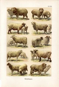 1899 MARTIN CHROMOLITHOGRAPH sheep breed: merino, mutton, dairy & landrace sheep - Picture 1 of 3