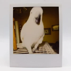 Vintage Polaroid Foto süßer Vogel verschwommen Nahaufnahme lustiges Haustier seltsam gefunden Schnappschuss  - Bild 1 von 5