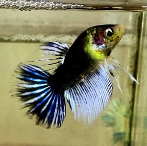 Live Betta Fish High Quality - Good Form - MALE glowfish -USA Seller - Picture 1 of 1
