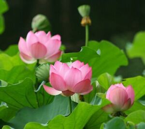 Nelumbo nucifera Sacred Lotus, Indian Lotus 15 seeds