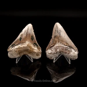 Associated Megs 5.29" y 5.11" 3292 - Imagen 1 de 7