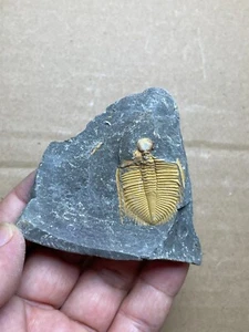68g natural Silurian period Coronocephalus Trilobite specimen stone - Picture 1 of 13