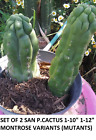 S P Cactus Echinopsis SET OF 2 1-10" 1-12"rooted MONTROSE by holy men of PERU