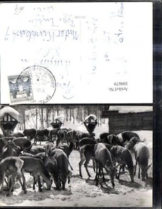 104679,Foto Ak Tiere Wild Fütterung i. Winter Rehe Hirsche  - Picture 1 of 1