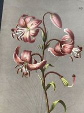 1886 Illustration Wood Engraving Flower Figure Color Print Pictures Antique...