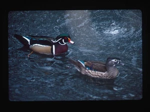 Kodachrome Par De Patos Coloridos Nadando En El Agua Primer Plano James Hammack - Imagen 1 de 2