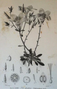 LIN GLANDULEUX GRAVURE Annedouche Botanique XIXème - Picture 1 of 2