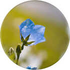 'Forget Me Not' Button Pin Badges (BB104490)