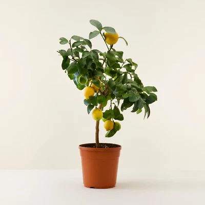 VIVAIO DI CASTELLETTO Limone lunario "Citrus limon" limone 4 stagioni pianta in vaso ø22 cm