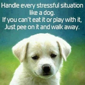 Humorous dog refrigerator magnet 3 1/2 x 3 1/2 - Picture 1 of 1