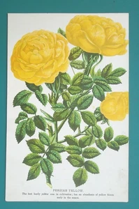 GELBE ROSE persische Sorte für Gärtner - 1890 FARBLITHOGRAPHIE DRUCK - Bild 1 von 1