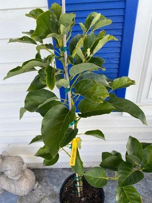 ÁRBOL DE AGUACATE CALABAZA MARCUS INJERTADO (PERSEA AMERICANA 1 GALÓN MACETA DE PLÁSTICO Foto 1 de 4