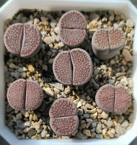 Lithops hallii purple - Picture 1 of 2