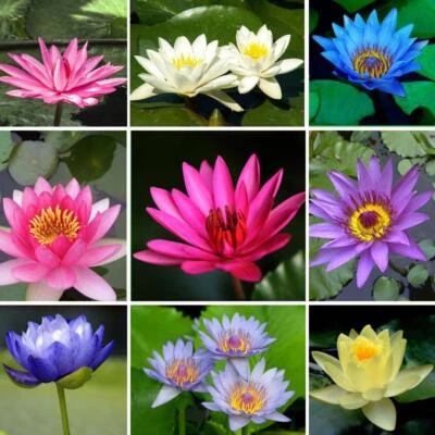 Semillas de loto Bonsai - 20 semillas - Bonsái de agua con floración con almohadilla de lirio verano Foto 1 de 4