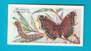 MARIPOSAS Y POLILLAS - TARJETA NO. 37 - Mundial. CLARKE & SON - 1912 - Imagen 1 de 2