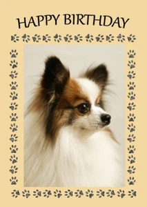 TARJETA DE NOTA DE CUMPLEAÑOS DE CUMPLEAÑOS DE PERRO PAPILLON HERMOSA CABEZA ESTUDIO - Imagen 1 de 1