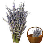 Dried Lavender Flower Elegant Dried Flowers For Vase Beautiful Lavender 0.02kg