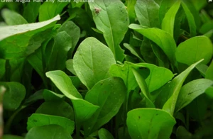 2000 Arugula seeds Eruca sativa, Rocket, Rocket Salad, Garden Rocket, Non-GMO - Picture 1 of 3