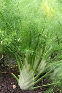 Fennel Seeds, Sweet Fennel is a Variety of Fennel, COOL BEANS N SPROUTS - Picture 1 of 4
