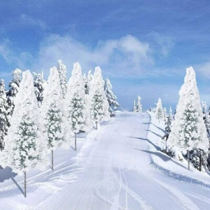 10pcs plastic trees for projects Snow Flocked Tree Frost Trees Miniature - Picture 1 of 12