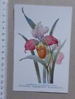 Carte Orchidee Cypripedium Purpuratum - Publicité Pharmacie Darrasse