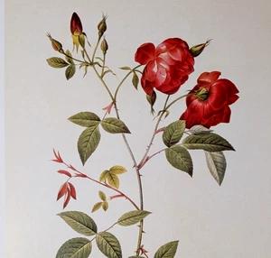 P J Redouté CHINA ROSE Botanical Flower Art Book Plate Illustration 101 - Picture 1 of 4