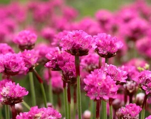Grasnelke 'Düsseldorfer Stolz' - Armeria maritima Staude im 1 Liter Topf - Bild 1 von 6