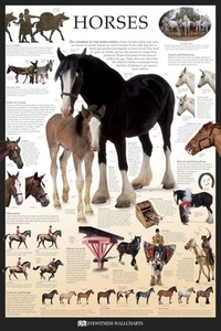 NEW Educational Wall Poster - Horses Through Time - Bild 1 von 1
