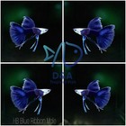 1 Trio- HB Blue Ribbon long Fin - Live Guppy Fish High Quality USA Seller.