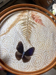 Bandeja redonda de bambú vintage para servir helechos mariposa naturaleza bonita - Imagen 1 de 8