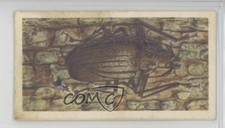 1963 Brooke Bond Wildlife in Danger Tea Giant Fijian Wood-Boring Beetle #49 0y5