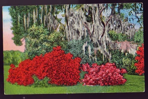 MISSISSIPPI MS Vivid Azaleas Flowers along gulf coast Old Postcard PC - Picture 1 of 2