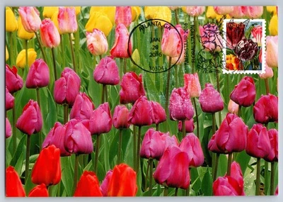 Maxi tarjeta #5043 arte botánico rojo púrpura rosa tulipanes FDC Foto 1 de 2