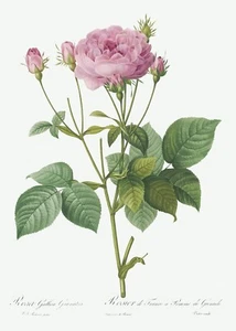 Rosa Gallica Granules Rose Les Roses by Pierre Joseph Redouté Print Repro - Picture 1 of 2