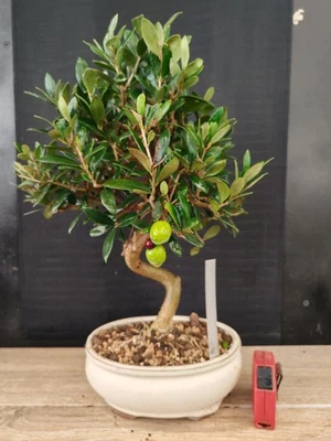 bonsai  olivo  h 41 cm visita il negozio - Immagine 1 di 4