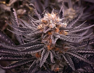3D LENTICULAR CANNABIS IMAGE POSTER PICTURE / MARIJUANA / WEED HUCKLEBERRY KUSH - Picture 1 of 5