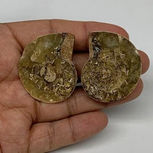 31.8g, 1.6"x1.3"x0.4", 1 Pair Half Cut Ammonite Polished Mineral @Madagascar,F22 - Picture 1 of 11