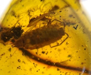 Rare Platyarthridae woodlice isopod and lynx spider in Dominican Amber fossil - Picture 1 of 10