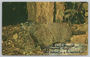 Woodchuck Postcard - Picture 1 of 2