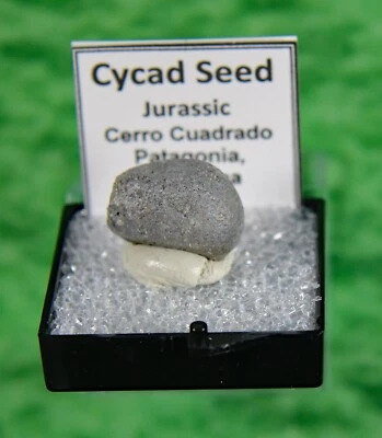 Semilla fósil de cícadas - Argentina Foto 1 de 4