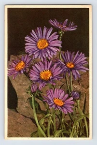 Cartolina Aster alpino fiore Thor Gyger Stehli serie 166 anni 40 non spedita - Foto 1 di 2