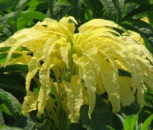 AMARANTHUS YELLOW Amaranthus Tricolor - 100 Seeds - Picture 1 of 1